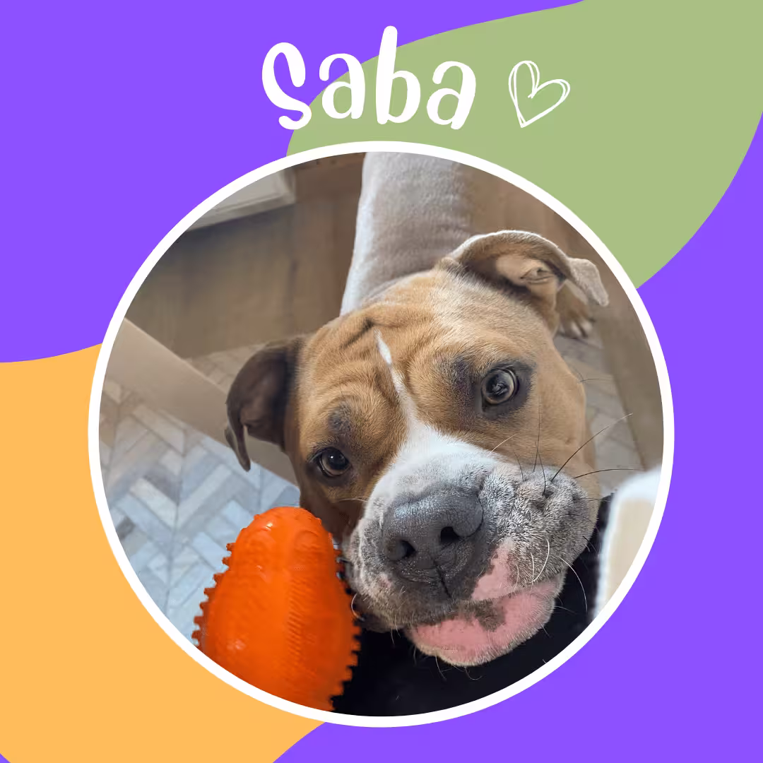Saba